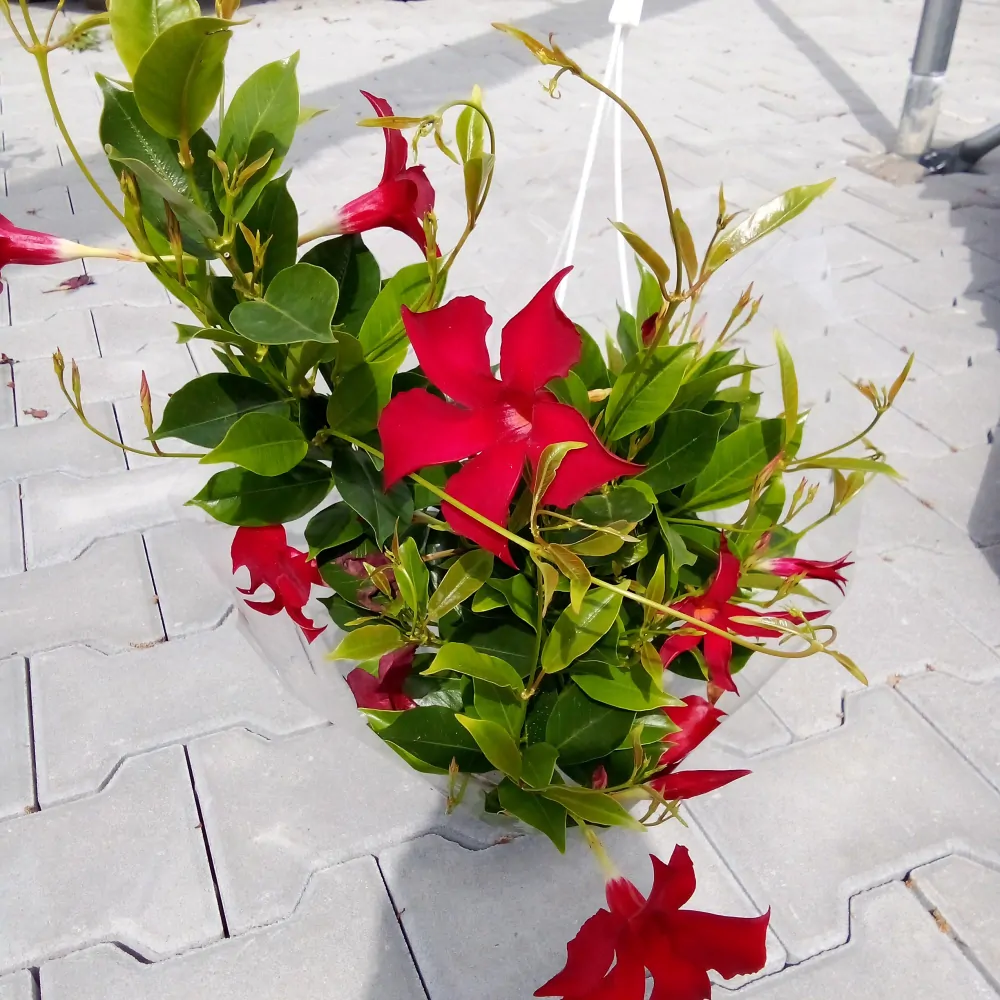 Mandevilla červená