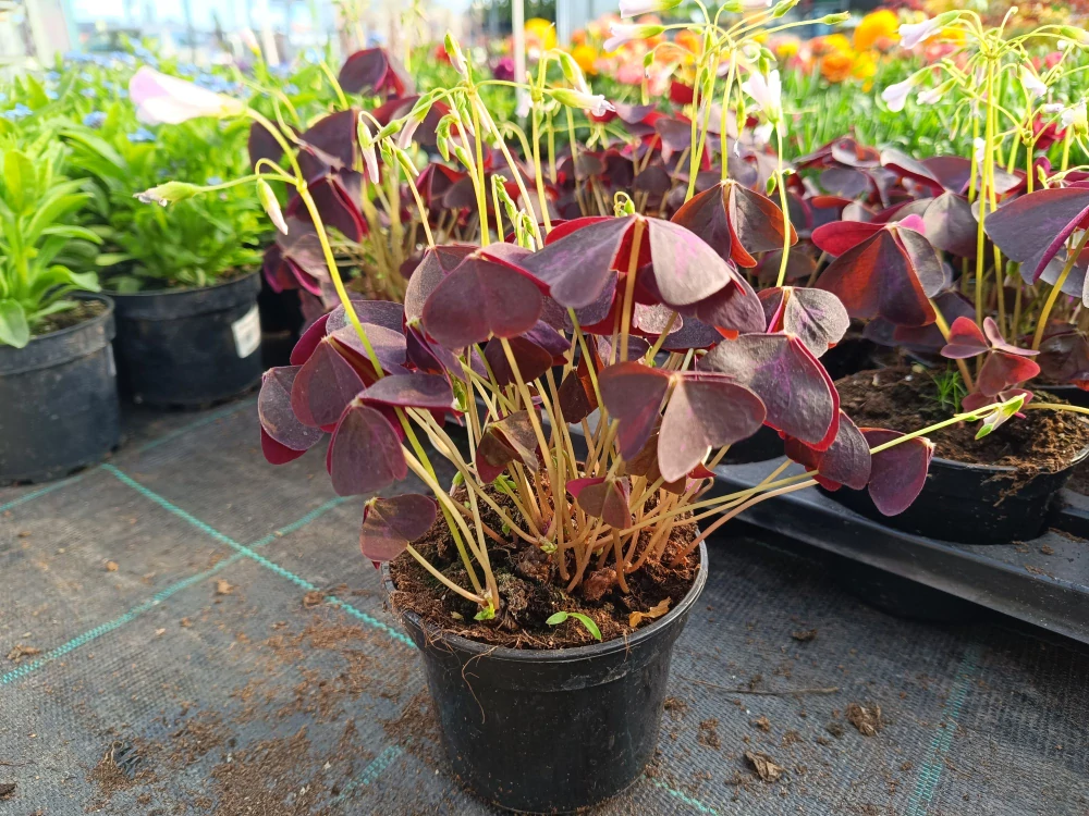 Oxalis triangularis