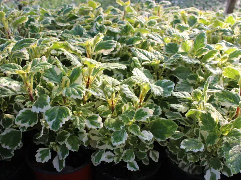 Stříbrný déšť Dichondra micrantha