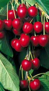 Třešeň Rivan 