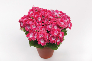 Muškát vzpřímený Bermuda Cherry  