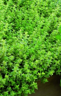 Tymián citronový Variegated okrajově žlutý