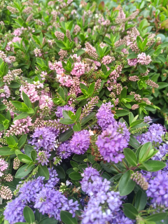 Hebe All Blooms mix