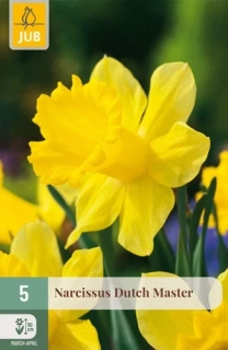 Narcis Dutch Master 5 ks