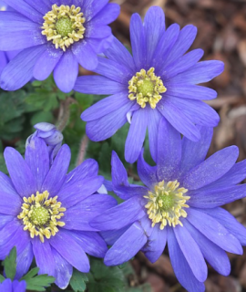 Sasanka- anemone Blanda Blue Shades (15 cibulí) "A"