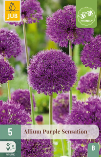 česnek Allium Purpe sensation (5 cibulí) "B"