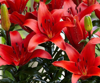 lilie asiatic Red (2 cibule) "C"