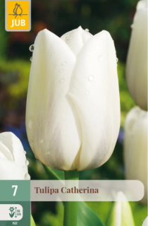 Tulipán Cetheriana (7 cibulí) "C"