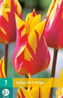 Tulipan Fire Wings (7 cibulí) "C"