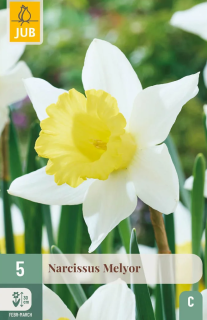 Narcis Melyor (5 cibulí) "C"