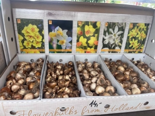 Box - Narcis Botanical