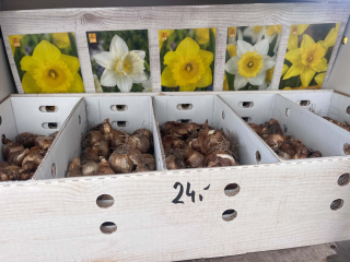 Box - Narcis Trumpet