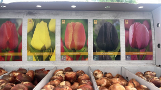 Box - Tulipán Jumbo