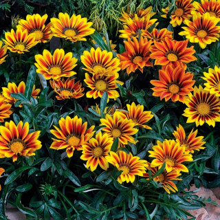 Gazánie zářivá LOVE Flame Mixed