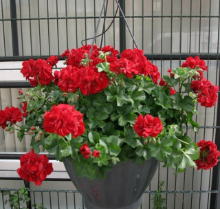 Muškát převislý Maremma Dark Red