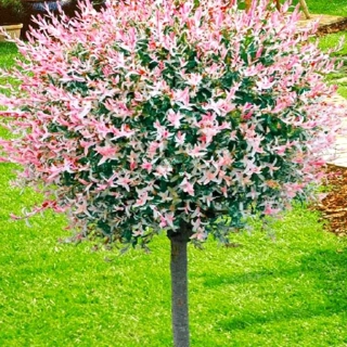 Vrba hakuro nishiki 130cm