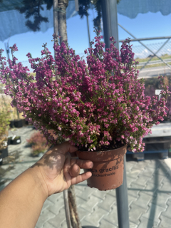 Vřesovec , Erica gracilis
