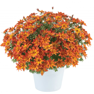 Bidens Blazing Embers