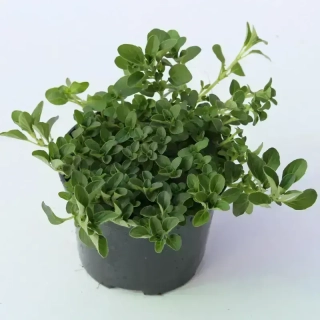 Oregano - Dobromysl 