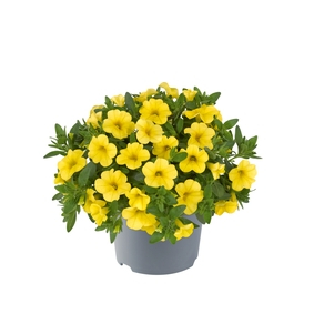 Million Bells Dora Yellow