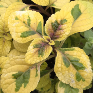 Plectranthus - Molice Golden Light
