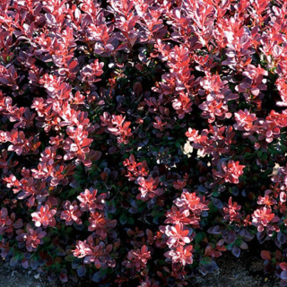 Berberis - Dřišťál Thunbergův Paola 