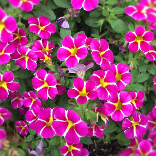 Million Bells Dora Pink Star