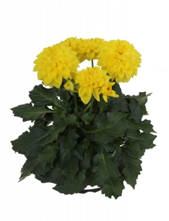 Jiřinka Yellow 