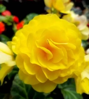Begónie stálokvětá Hailey Yellow 