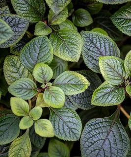 Plectranthus - Molice Dark