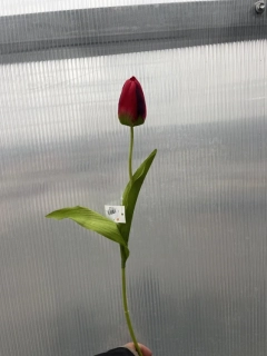 Plastová květina - Tulipán červený  48cm