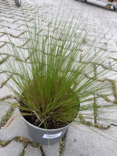 Stipa - Kavyl péřovitý velká