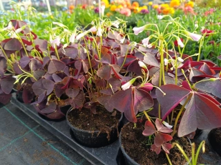 Oxalis triangularis