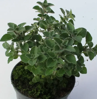 Oregano - Dobromysl velké