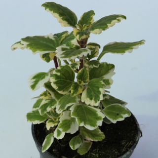 Molice- Plectranthus 